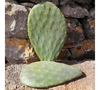 Pala fico d'india extra large frutti rossi, gialli, bianchi - Opuntia ficus indica 1pz.