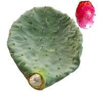 Pala fico d'india rotonda frutti rossi grossi talea fichi - Opuntia Robusta