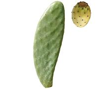 Pala fico d'india SENZA spine talea frutti bianchi - Opuntia Santamaria 1Pz