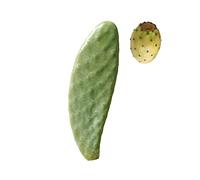 Pala fico d'india SENZA spine talea frutti bianchi - Opuntia Santamaria 3Pz