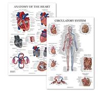 Palace Learning Confezione da 2 poster anatomici del sistema circolatorio e del cuore, set di 2 grafici anatomici, laminati, 45,7 x 61 cm