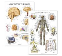 Palace Learning Confezione da 2 poster anatomici del sistema nervoso e del cervello, set di 2 grafici anatomici, laminati, 45,7 x 61 cm