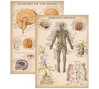 Palace Learning Confezione da 2 poster vintage per sistema nervoso e anatomia cerebrale, set di 2 grafici anatomici, laminati, 45,7 x 61 cm