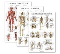 Palace Learning Confezione da 3 poster anatomici con muscolo + scheletro + legamenti delle articolazioni, tabelle anatomiche del sistema muscolare e scheletrico, laminato, 45,7 x 61 cm