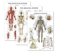 Palace Learning Confezione da 3 poster con anatomia del muscolo + scheletro + sistema nervoso - Tabelle anatomiche del sistema muscolare e scheletrico - laminato 45,7 x 61 cm