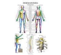Palace Learning Dermatomi e sistema nervoso anatomico - Poster anatomico dermatomi