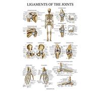 Palace Learning Poster anatomico dei legamenti delle articolazioni, laminato, diagramma anatomico dei legamenti, 18 x 24 cm