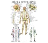 Palace Learning Poster anatomico dei nervi spinali, con dermatomi, 45,7 x 61,7 cm