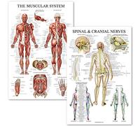 Palace Learning Poster anatomico del sistema muscolare e dei nervi spinali, laminato, set di 2 poster con grafici di anatomia muscolare e nervi spinali, 45,7 x 61 cm (muscolo/colonna vertebrale)