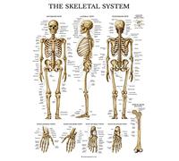 Palace Learning Poster anatomico del sistema scheletrico, laminato, con scheletro umano (45,7 x 68,7 cm)