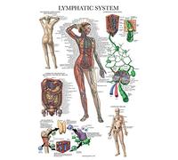 Palace Learning Poster anatomico laminato del sistema linfatico - Diagramma di anatomia linfatica - 45,7 x 61 cm