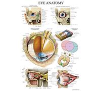 Palace Learning Poster anatomico laminato dell'occhio umano, 18 x 27 cm