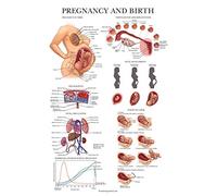 Palace Learning Poster anatomico per gravidanza e nascita, con mappa anatomica delle donne incinte, 45,7 x 61 cm, laminato