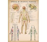 Palace Learning Poster vintage anatomico dei nervi spinali, con dermatomi, laminato, 45,7 x 61 cm