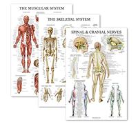 Palace Learning Set di 3 poster per muscolo + scheletro + anatomia dei nervi spinali - Schema anatomico del sistema muscolare e scheletrico - laminati 45,7 x 61 cm