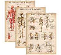 Palace Learning Set di 3 poster vintage con muscolo + scheletro + legamenti delle articolazioni, anatomia del sistema muscoloso e scheletrico, laminati, 45,7 x 61 cm