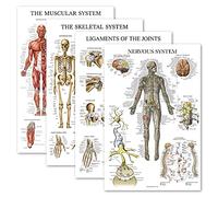 Palace Learning Set di 4 poster anatomici laminati, muscolosi, scheletrici, legamenti delle articolazioni, sistema nervoso - set di grafici anatomici (LAMINATO, 45,7 x 61 cm)