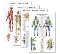 Palace Learning Set di 4 poster anatomici laminati - muscolosi, scheletrici, nervi spinali, dermatomi, set di grafici anatomici (LAMINATO, 45,7 x 61 cm)