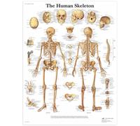 Palace Learning - Set di poster anatomici con scheletro muscolare e scheletrico, poster su tela con scheletro umano, 50 x 70 cm