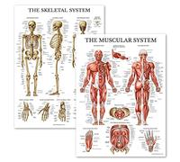 Palace Learning Set di poster anatomici del sistema muscolare e scheletrico, laminati, 2 tabelle, scheletro umano e anatomia muscolare, (45,7 x 68,7 cm)