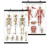 Palace Learning Set di poster anatomici del sistema muscolare e scheletrico, laminato con cornice in plastica, set da 2 tabelle, scheletro umano e anatomia muscolare (45,7 x 61 cm)