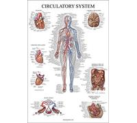 Palace Learning Tabella anatomica del sistema circolatorio - Anatomia vascolare - Poster su entrambi i lati - (45,7 x 61 cm)