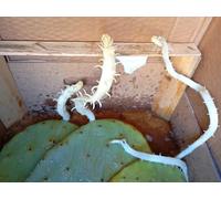 Pale di Fico d'India, 4 Pezzi, Cactus Opuntia Ficus-Indica, Varietà Sicula Senza Spine, con Radici