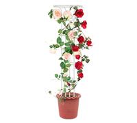 Palet di piante - Supporto floreale, supporto per piante in pentola | Ombrello -traliccio a forma di piante da interno da 72,8 pollici, giardino delle piante da arrampicata, supporto per fiori per pia