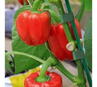 Paletti in legno per giardino, lunghezza 40 cm, confezione da 40, con punte lisce e appuntite per un facile inserimento nel terreno o nella schiuma