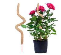 Pali di supporto per piante: picchetto da giardino da 1 m