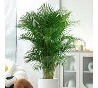 palma areca - resistente interna d'appartamento esotiche resistenti, adatte al pieno sole varietà antiche biologiche raro balcone 40semi