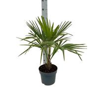 Palma Chamaerops Excelsa - Trachycarpus fortunei - pianta vera - vaso 21 - Pianta da esterno o interno