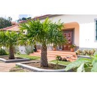 Palma Cinese Trachycarpus