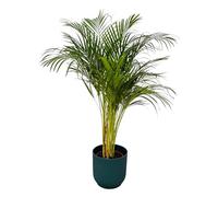 Palma d'Areca compreso Vibes Fold Round blu - 120-130cm - Ø24cm - Pianta d'appartamento - Set completo - Pianta con vaso