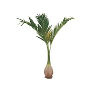 Palma delle Canarie Artificiale EUROPALMS 240 cm - Decorazione Verde Realistica