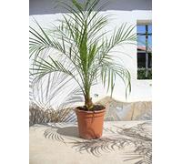 Palma nano, Phoenix roebelenii, una pianta/palma di circa 65-75 cm di altezza.