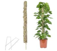Paļo Antimuschio Autoirrigante | Pianta Monstera Muschio | La Pianta In Vaso Fatta A Mano Con Veri Bastoncini Di Muschio Supporta Il Traliccio Per Grandi Piante Rampicanti Da Interni