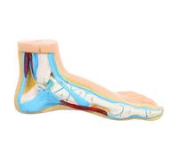 PAMINGONO Modello Anatomico del Piede Realistico in Vinile Beige per Scuole di Infermieristica e Scuole Medie Funzione Educativa e Display Dettagliato Dell'articolazione del Piede