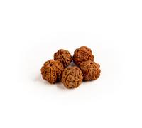 Panch Mukhi Rudraksha Beads Set di 5 perline naturali a cinque facce Nepal Rudraksha Nepal per meditazione Pooja Japa Mala per preghiera spirituale guarigione