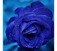 PandaBiu161810 Pieces Rare Lover Charm Midnight Blue Rose Seeds Seeds ONLY