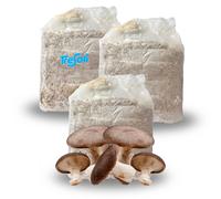 PANETTI FUNGHI CARDONCELLI PLEUROTUS ERYNGII SET COLTIVAZIONE MICELIO FUNGO 3 KG