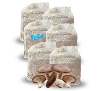 PANETTI FUNGHI CARDONCELLI PLEUROTUS ERYNGII SET COLTIVAZIONE MICELIO FUNGO 3 KG