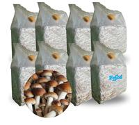 PANETTI FUNGHI PIOPPINI AGROCYBE AEGERITA SET COLTIVAZIONE MICELIO FUNGO 3 KG