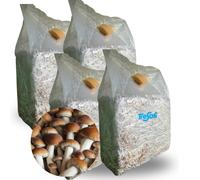 PANETTI FUNGHI PIOPPINI AGROCYBE AEGERITA SET COLTIVAZIONE MICELIO FUNGO 3 KG