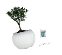 PANGBOER Fioriera moderna illuminata a LED per piante grasse - Base di colore regolabile, ed elegante casa/decorazione Smarted cambia colore lampada da giardino moderna a LED