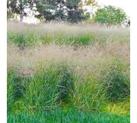 Panicum virgatum, decorazioni giardino per esterni giardino per esterni schermo la privacy, resistente all'inverno ombra, interno il 75semi