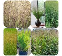 Panicum virgatum, ornamentali resistenti, ideali per vasi, ufficio, ombra, stanza ombra, interno decorazioni per il soggiorno con autunnali 225semi