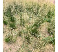 Panicum virgatum, schermo per la privacy, resistente all'inverno ombra, interno giardino per esterni ornamentali resistenti, ideali vasi, 300semi