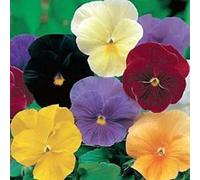 Pansy- cristallo Mix-(Viola x wittrockiana) -50 Seeds Seeds ONLY