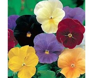 Pansy- cristallo Mix-(Viola x wittrockiana) -50 Seeds Seeds ONLY